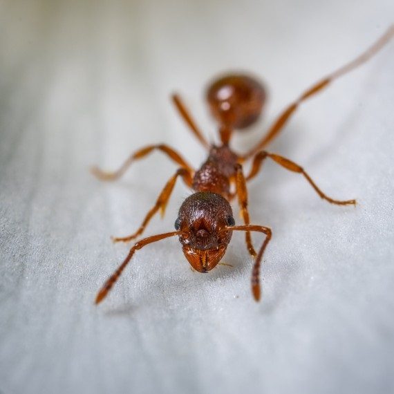 Field Ants, Pest Control in Waterloo, SE1. Call Now! 020 8166 9746