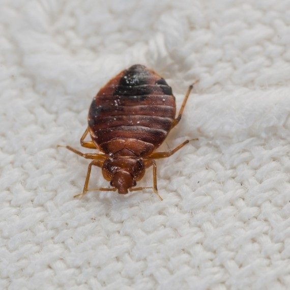 Bed Bugs, Pest Control in Waterloo, SE1. Call Now! 020 8166 9746