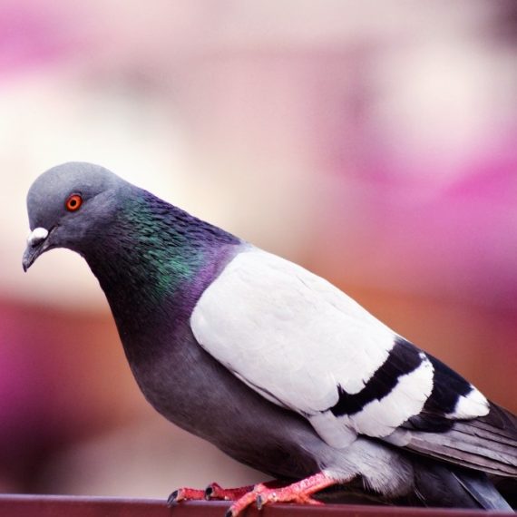 Birds, Pest Control in Waterloo, SE1. Call Now! 020 8166 9746