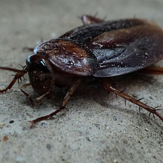 Cockroaches, Pest Control in Waterloo, SE1. Call Now! 020 8166 9746