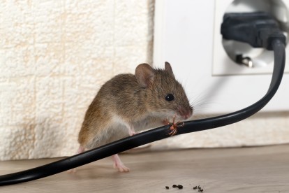 Pest Control in Waterloo, SE1. Call Now! 020 8166 9746