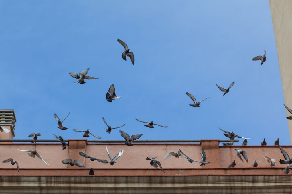Pigeon Pest, Pest Control in Waterloo, SE1. Call Now 020 8166 9746