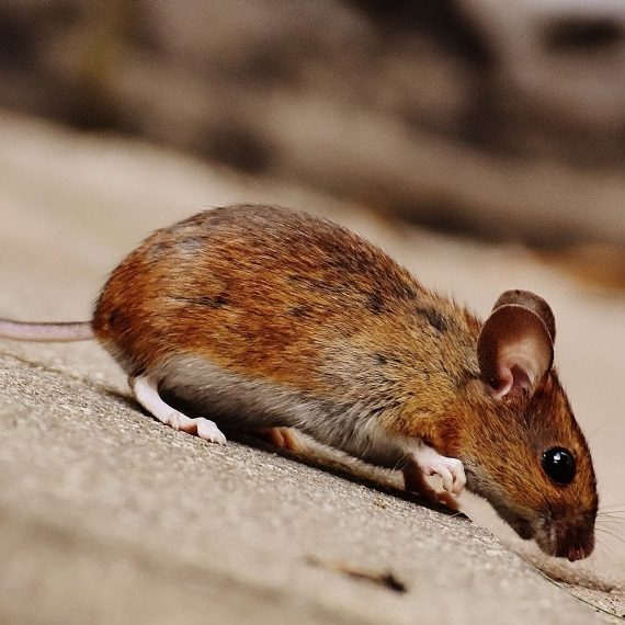 Mice, Pest Control in Waterloo, SE1. Call Now! 020 8166 9746