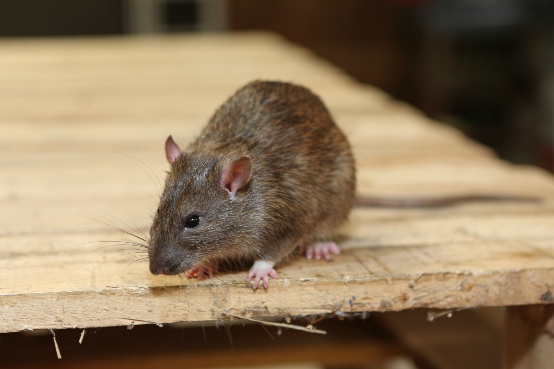 Rat Control, Pest Control in Waterloo, SE1. Call Now 020 8166 9746