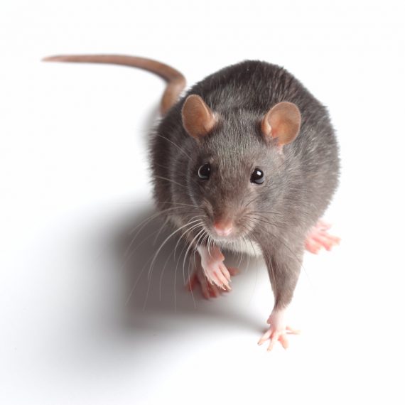 Rats, Pest Control in Waterloo, SE1. Call Now! 020 8166 9746