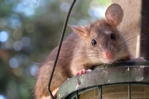 Rat Control, Pest Control in Waterloo, SE1. Call Now 020 8166 9746