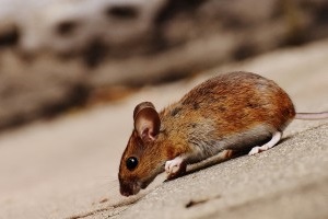 Mouse extermination, Pest Control in Waterloo, SE1. Call Now 020 8166 9746