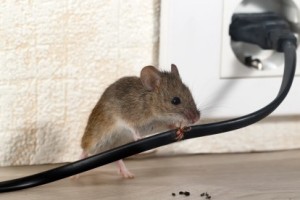 Mice Control, Pest Control in Waterloo, SE1. Call Now 020 8166 9746