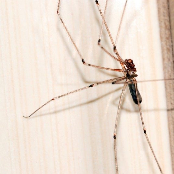 Spiders, Pest Control in Waterloo, SE1. Call Now! 020 8166 9746