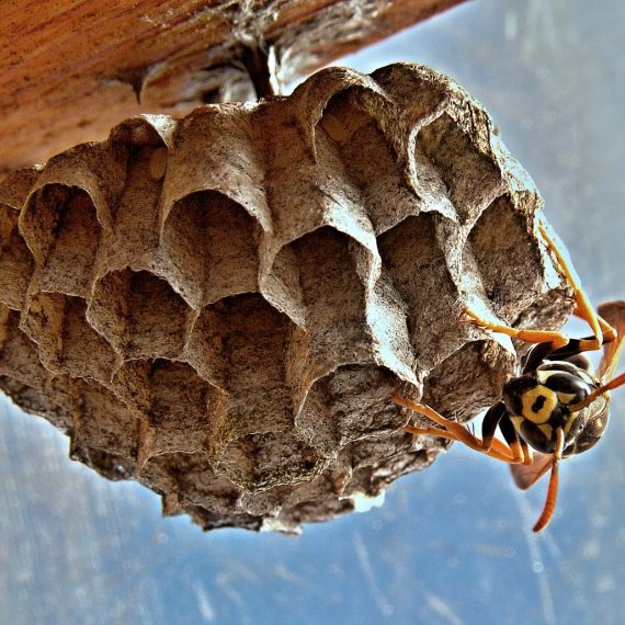 Wasps Nest, Pest Control in Waterloo, SE1. Call Now! 020 8166 9746