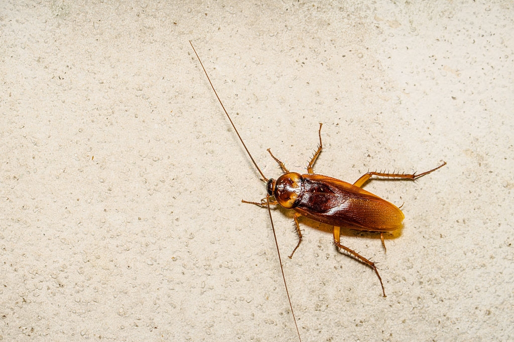Cockroach Control, Pest Control in Waterloo, SE1. Call Now 020 8166 9746