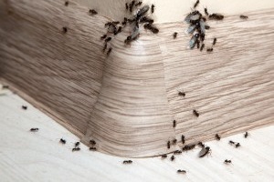 Ant Control, Pest Control in Waterloo, SE1. Call Now 020 8166 9746